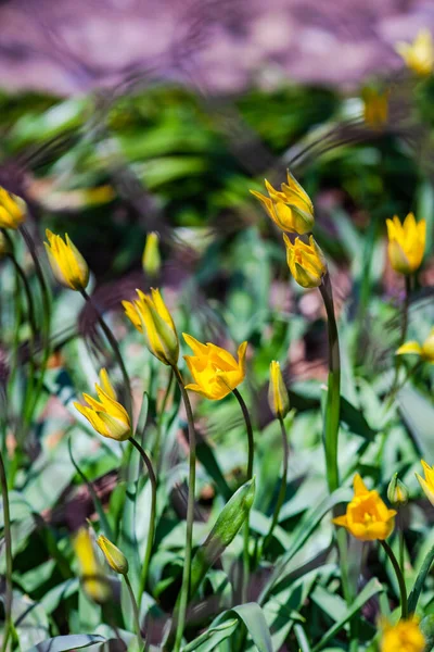 Spring Garden Blooming Yellow Tulips Sunny Day — Fotografia de Stock