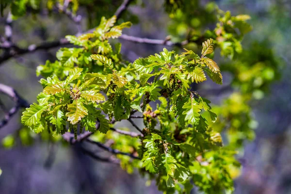 Zblízka První Zelené Listy Dubu Lese — Stock fotografie