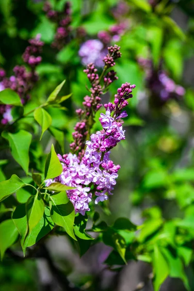 Blühender Fliederstrauch Einem Frühlingsgarten — Stockfoto