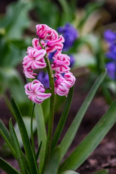 Spring Garden Close Blooming Hyacinth Plant — стоковое фото