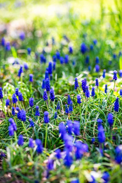 Wilde Hyacint Bloemen Een Veld Het Voorjaar Tijd Woud — Stockfoto