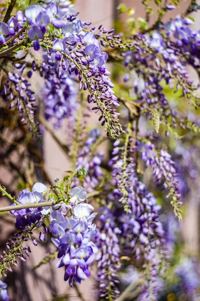 Blooming Purple Wisteria Plant Spring Time Garden — 스톡 사진