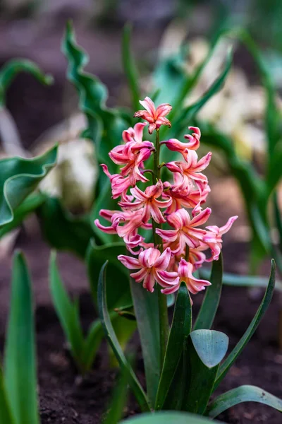 Spring Garden Close Blooming Hyacinth Plant — стоковое фото