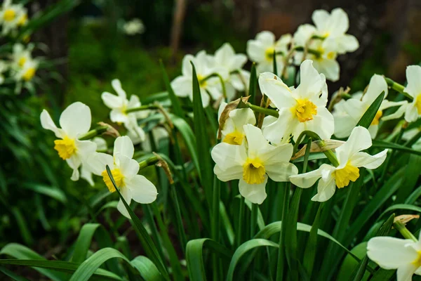 Bahar Bahçe Nergis Çiçek Tomurcuğu — Stok fotoğraf