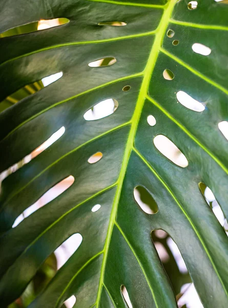 Close Green Monstera Plant Leaf — Foto Stock