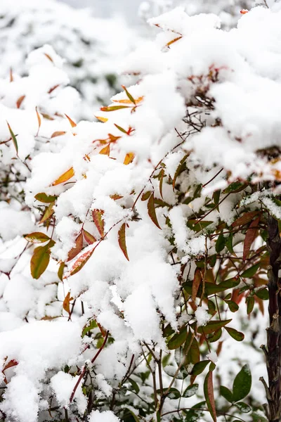 Green Leaves Park Bush Covered Snow — стоковое фото