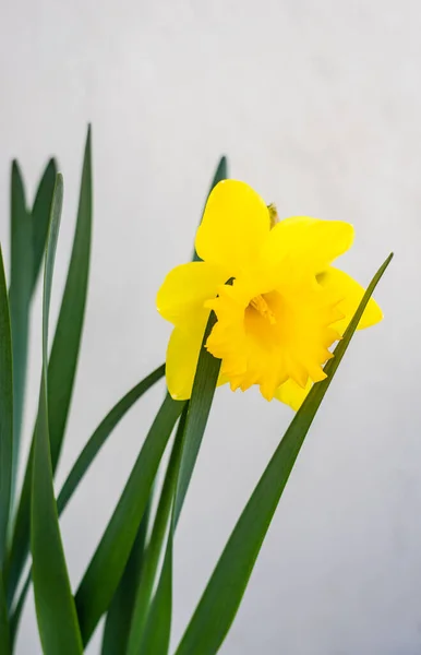 Single Daffodil Flower Home Garden Early Spring Time — Stock fotografie