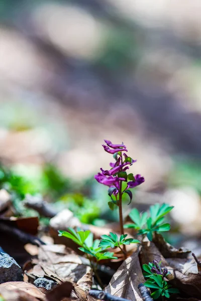 Ormanda Ilkbahar Corydalis Çiçeklerinin Yakınında — Stok fotoğraf