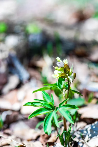 Frühling Wald Mit Corydalis Blüten Aus Nächster Nähe — Stockfoto