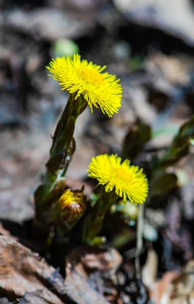 Wiosna Żółte Kwiaty Coltsfoot Łące Górskiej — Zdjęcie stockowe