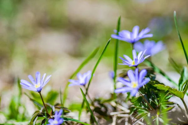 Sluiten Van Anemoon Bloemen Het Weiland Het Voorjaar Zonnige Dag — Stockfoto