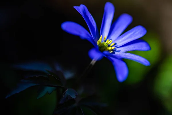 Close Anemone Flowers Meadow Spring Sunny Day — Stock Photo, Image