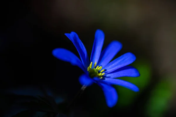 Close Anemone Flowers Meadow Spring Sunny Day — Stock Photo, Image