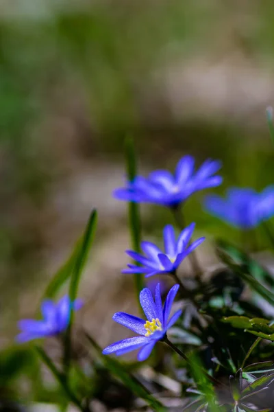 Close Anemone Flowers Meadow Spring Sunny Day — Stock Fotó