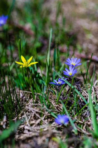 Sluiten Van Anemoon Bloemen Het Weiland Het Voorjaar Zonnige Dag — Stockfoto