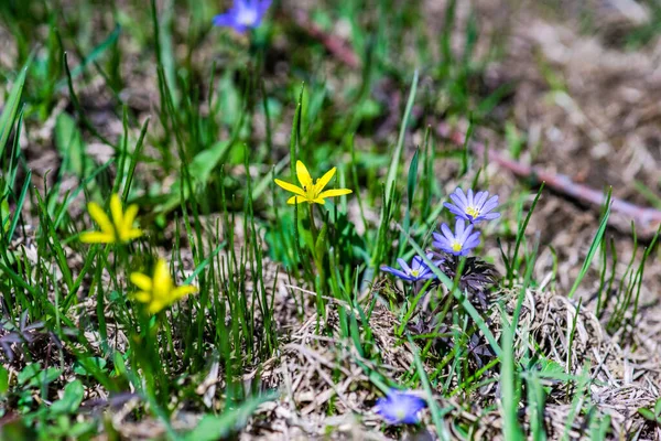Närbild Anemon Blommor Ängen Våren Solig Dag — Stockfoto