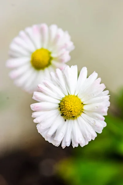 Dews Flores Margarida Jardim Flowerplot Manhã — Fotografia de Stock