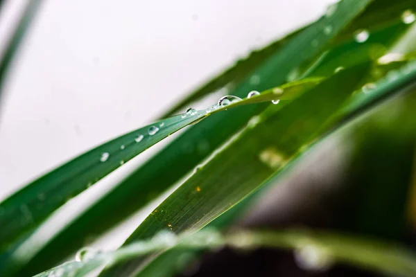 Dews Leaves Garden Rain — Stockfoto