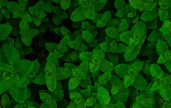 Green Leaves Mint Plant Spring Textured Background — Stock Photo, Image