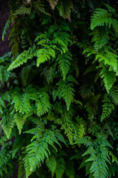 Gröna Blad Ormbunksväxter Som Sommarbakgrund — Stockfoto