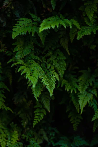 Gröna Blad Ormbunksväxter Som Sommarbakgrund — Stockfoto