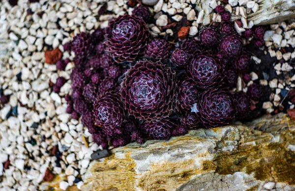 Bahçedeki Mor Sulu Bitkiyi Kapat — Stok fotoğraf