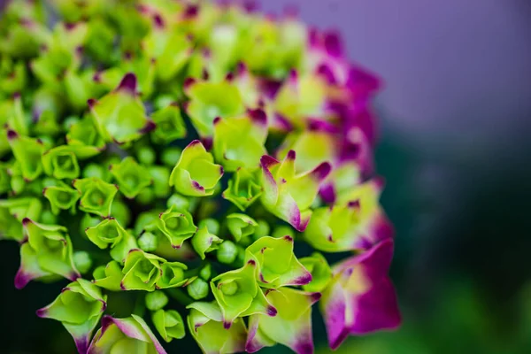 Zblízka Fialové Hortenzie Květiny Zahradě — Stock fotografie