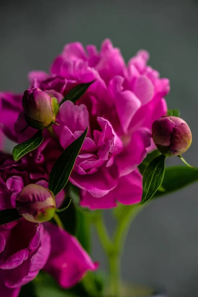 Bouquet Fiori Peonia Viola Nel Vaso — Foto Stock