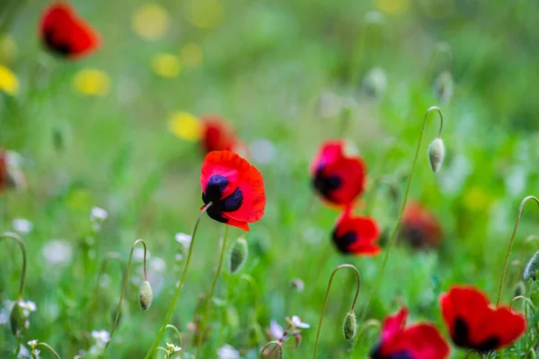 Close Red Poppy Flowers Blooming Meadow — Stock Fotó