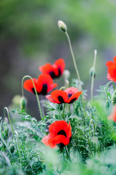 Gros Plan Fleurs Pavot Rouge Fleurissant Dans Prairie — Photo