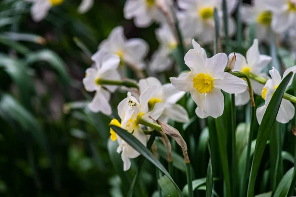 Bud Daffodils Flower Spring Garden — Stock Photo, Image