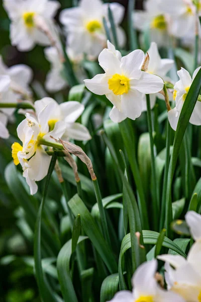 Broto Narcisos Flor Jardim Primavera — Fotografia de Stock