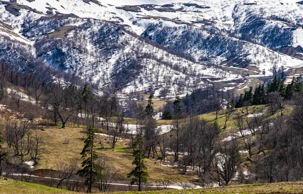 Bakuriani Resort Georgian Caucasus Mountain Middle Spring Time —  Fotos de Stock