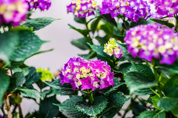 Flor Hortensia Púrpura Jardín Tropical Verano — Foto de Stock