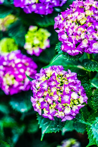 Flor Hortensia Púrpura Jardín Tropical Verano — Foto de Stock