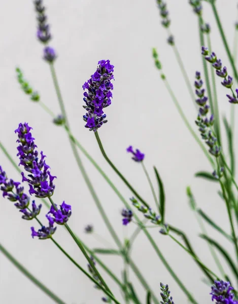 Planta Lavanda Florescente Jardim Verão — Fotografia de Stock