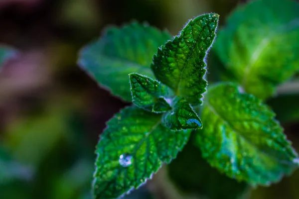 Daun Hijau Tanaman Mint Taman Musim Panas — Stok Foto