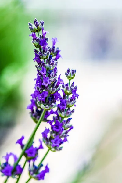 夏の庭でラベンダーの植物を開花させる — ストック写真