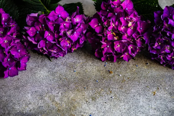 Runko Violetti Hortensia Kukkia Betonitaustalla — kuvapankkivalokuva