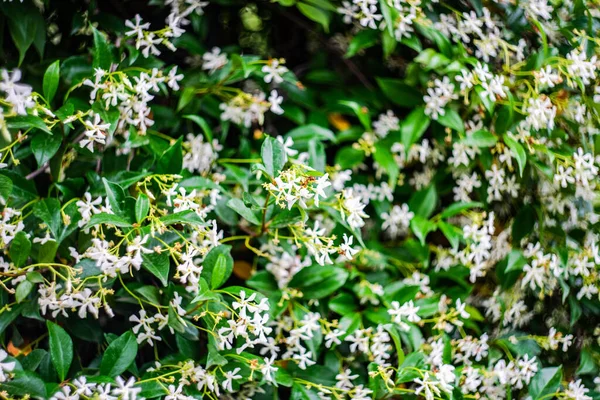 Weiße Blüten Der Jasminpflanze Bilden Einen Natürlichen Hintergrund — Stockfoto