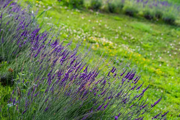 Planta Lavanda Floreciente Jardín Verano — Foto de Stock