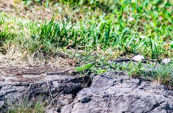 Young Lizard Outdoor Sunny Day — Stock Photo, Image