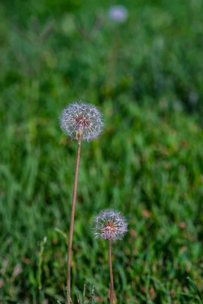 Close Dandelion Blowup Head Field — Stock Photo, Image