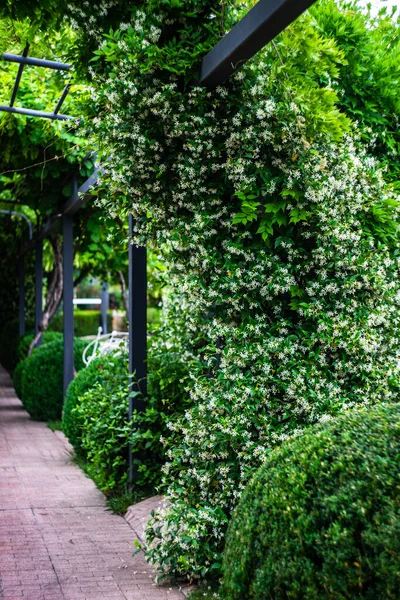 Arch garden with flowering Jasmine plant in summer day