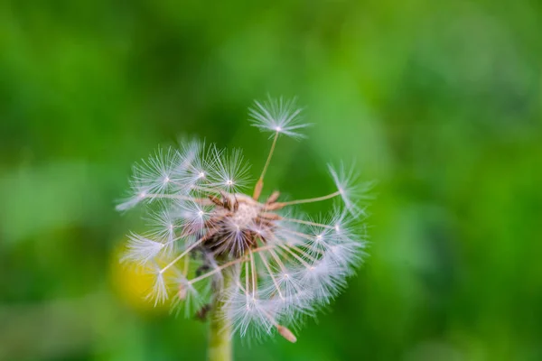 Close Dandelion Blowup Head Field — Stock Photo, Image