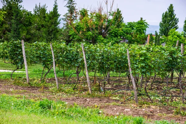 Winnica Regionie Kachetii Gruzji Wczesnym Latem — Zdjęcie stockowe