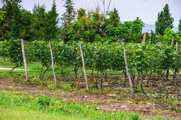 Viñedo Región Kakheti Georgia Principios Verano — Foto de Stock