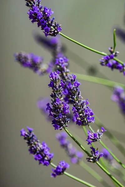 夏の庭でラベンダーの植物を開花させる — ストック写真