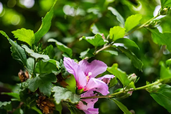 Κοντινό Πλάνο Του Λουλουδιού Hibiscus Στο Θάμνο Του Κήπου — Φωτογραφία Αρχείου