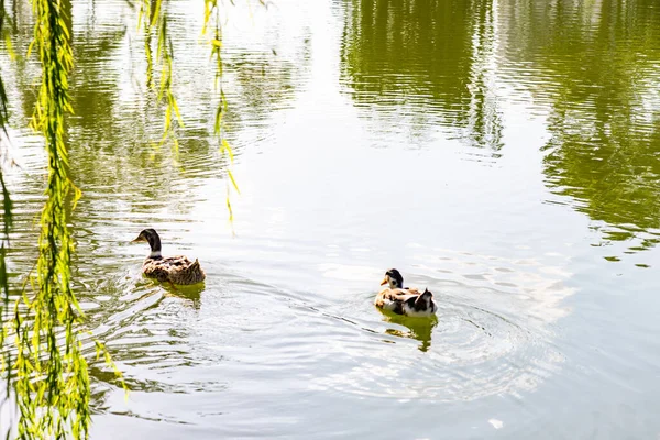 Ducks Swiming Pond Mziuri Park Tbilisi Georgia — Photo